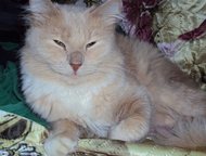   11       8  . , .,  - 