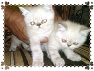 --:        , - ( ).  ---. 