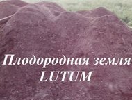   Lutum         4-     , , ! 
 , - - 