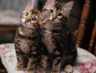 Бенгальские кашемировые котята Питомник бенгальских кошек Kissana предлагает великолепных кашемировых мраморных котят. В помете два мальчик и одна дев, Санкт-Петербург - Продажа кошек и котят