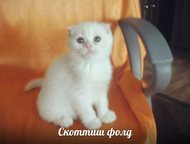 Белоснежка вислоухая шотландская Ослепительно беленькая вислоухая малышка 2. 5 месяца с родословной. Воспитанная чистоплотная. Мама белая папа золотой, Санкт-Петербург - Продажа кошек и котят