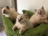 Санкт-Петербург: Котята (невская маскарадная) с паспортами Предлагаются Вашему вниманию 4 милых невских маскарадных кошечек с отличной родословной. Дата рождения: 08. 