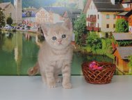 Шотландский котята Предлагается к продаже. Кремовая девочка страйтик, кремовая с белым девочка страйтик. Нежные, мурчащие, очень игривые. Малыши здоро, Санкт-Петербург - Продажа кошек и котят