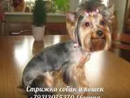 Санкт-Петербург: Стрижка собак и кошек, выезд мастера на дом по Спб, и область Профессиональная стрижка собак и кошек любых пород, с выездом к вам на дом! 
 
 *Модельн
