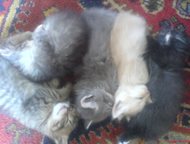 Санкт-Петербург: прекрасные котята прекрасные котята 2 месяца от шотландской длинношерстной кошки едят сухой корм ходят в лоток