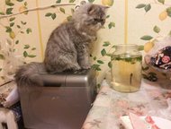 Санкт-Петербург: Продам персидских котят Продам персидских котят, (кот и кошечка), 4 мес. к лотку и когтеточке приучены, едят всё, привиты.