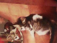 умные и ласковые котята В деревнях на новгородчине принято закапывать живьем нежеланный приплод-а этих малышей мама-кошка успела спрятать, теперь я ус, Санкт-Петербург - Отдам даром
