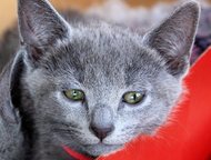 Санкт-Петербург: Продам котят русской голубой кошки Три котенка. Мальчик и две девочки. Два месяца. Папа - красивый чисто немецкий кот Ваня. Едят все и все умеют. Гара