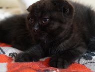 �����������: ������ ����������� ����� ������ ����������� �������� �����