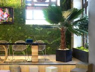 -:   Green Tree    ,  ,   . 
       +   