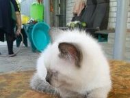    ,   ,   2- ,     ,  -    