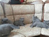 :     5 , ,  , -!   , ,   ,   